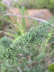 Asparagus suaveolens