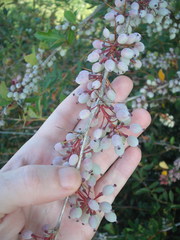 Berberis glaucocarpa
