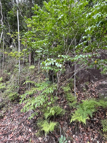 Breynia stipitata, 2025-12-04