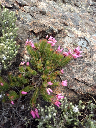 Image of Erica doliiformis by (c) Seth Musker, some rights reserved (CC BY)