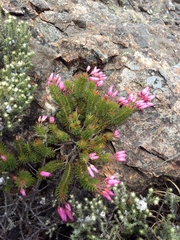 Erica doliiformis