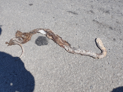 Indo-Chinese Rat Snake
