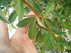 Berberis glaucocarpa
