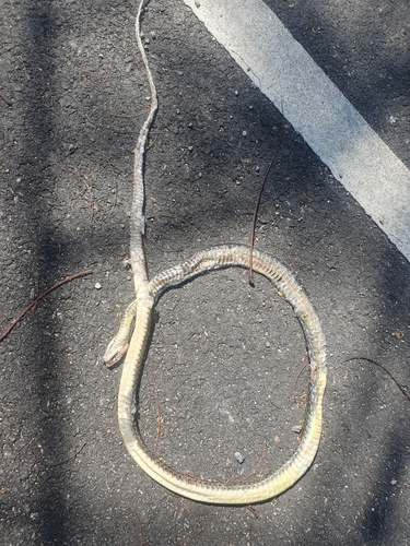 Indo-Chinese Rat Snake
