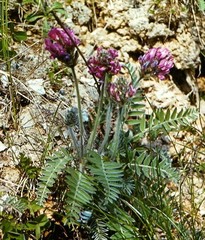 Oxytropis kungurensis