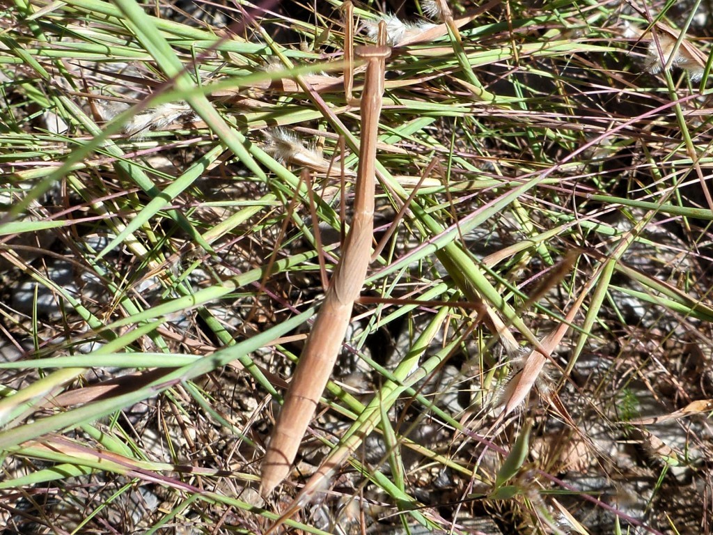 Northern Slender Grass Mantis