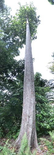 Saigon gutta (Palaquium obovatum)