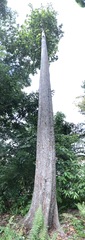 Palaquium obovatum