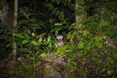 Paradoxurus musangus