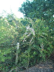 Berberis glaucocarpa