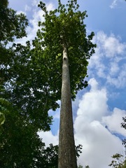 Palaquium obovatum