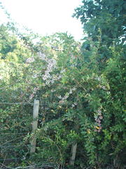 Berberis glaucocarpa