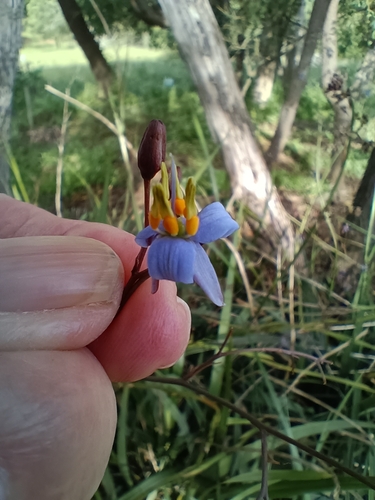 Dianella callicarpa