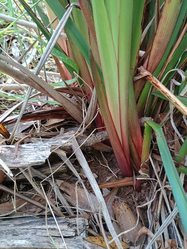 Dianella callicarpa, photograph 2