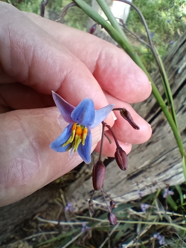 Dianella callicarpa, photograph 3