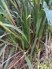 Dianella callicarpa, photograph author not stated, no rights reserved