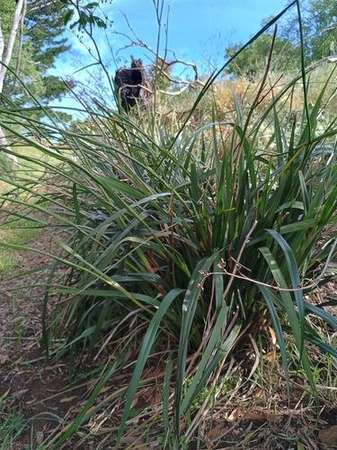 Dianella callicarpa, photograph 5