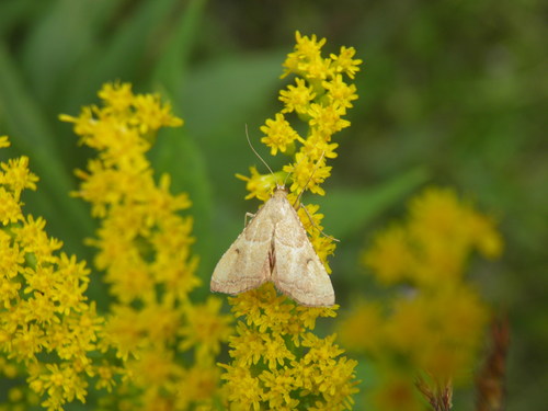 Karpytasparnis Ugniukas