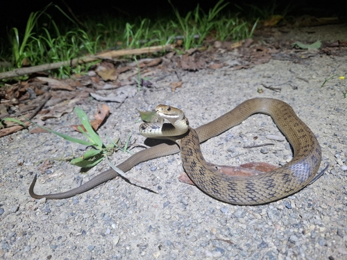 Rough-scaled Snake sighting