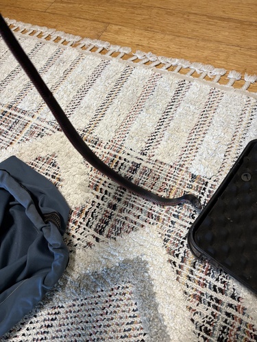 Red-bellied Black Snake sighting