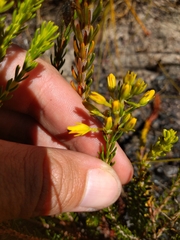 Erica parilis