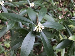 Daphne kiusiana