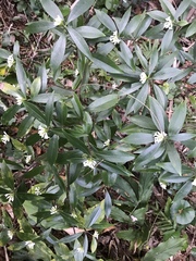 Daphne kiusiana