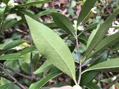 Daphne kiusiana