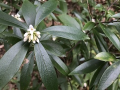 Daphne kiusiana