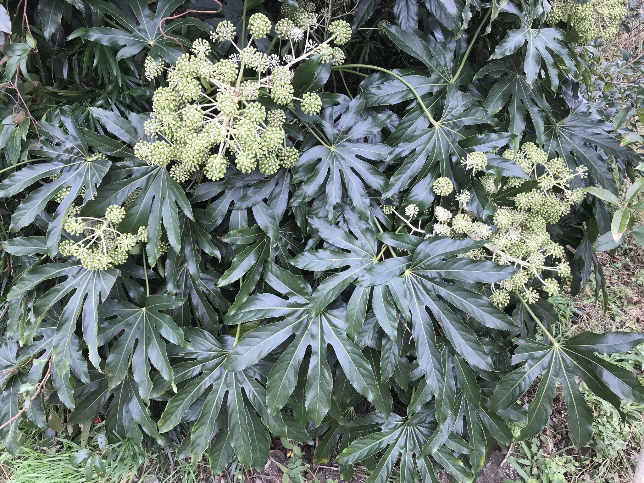 Fatsia