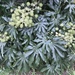Fatsia - Photo (c) Gregory Mihaich, some rights reserved (CC BY-NC-SA), uploaded by Gregory Mihaich