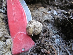 Hysterangium separabile