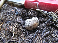 Hysterangium separabile