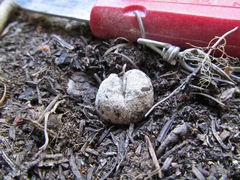 Hysterangium separabile