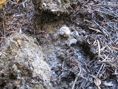 Hysterangium separabile