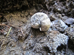 Hysterangium separabile