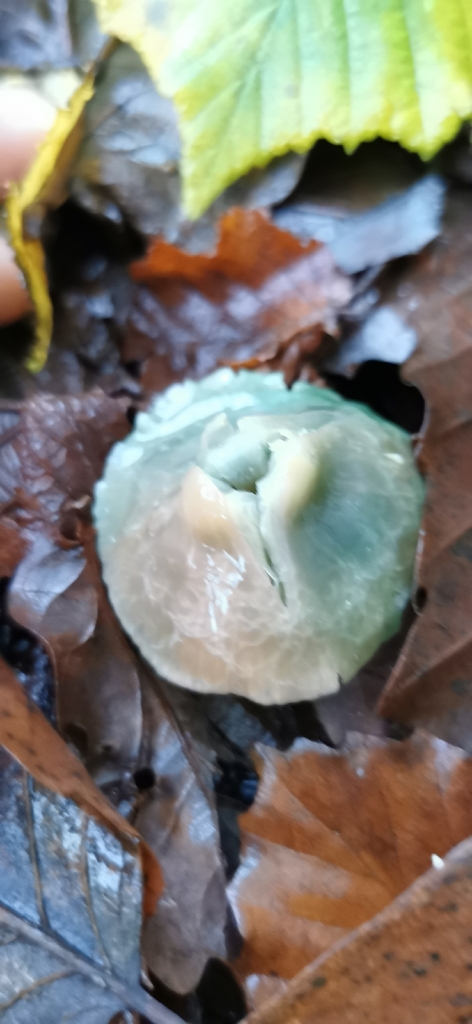 Gliophorus psittacinus · December 2025 · photo: © salemgt (iNaturalist, cc-by)