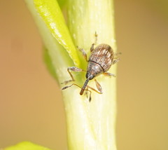Austronanodes nigrovarius