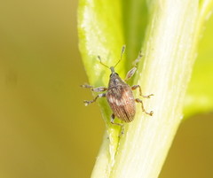 Austronanodes nigrovarius