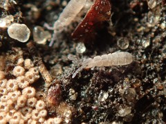 Vertagopus pseudocinereus