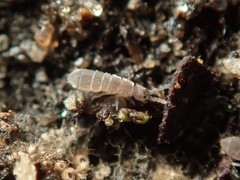 Vertagopus pseudocinereus