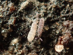 Vertagopus pseudocinereus