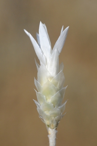 Xeranthemum longipapposum (Xeranthemum longepapposum)