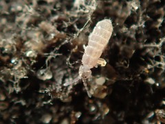 Vertagopus pseudocinereus