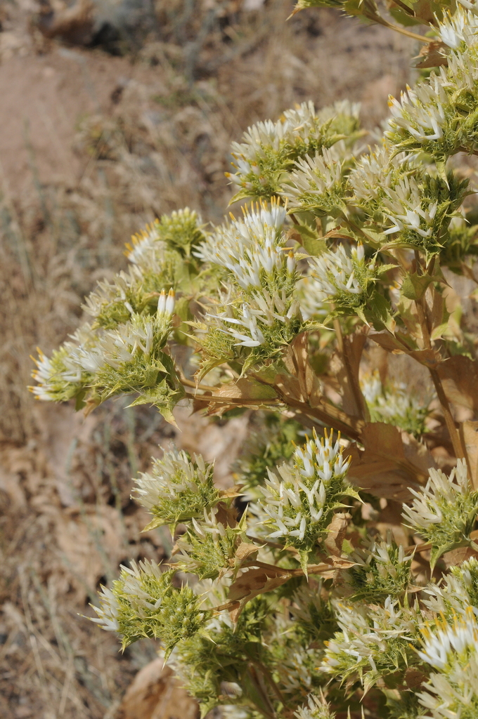 Arctium triflorum