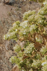 Arctium triflorum