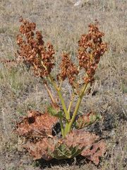 Rheum cordatum