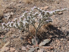Goniolimon cuspidatum