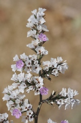 Goniolimon cuspidatum