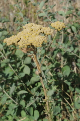 Handelia trichophylla